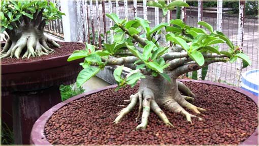 Róża pustynna czerwona z białym środkiem